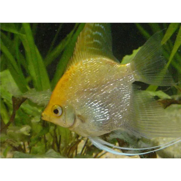 Pterophyllum scal. gold diamant