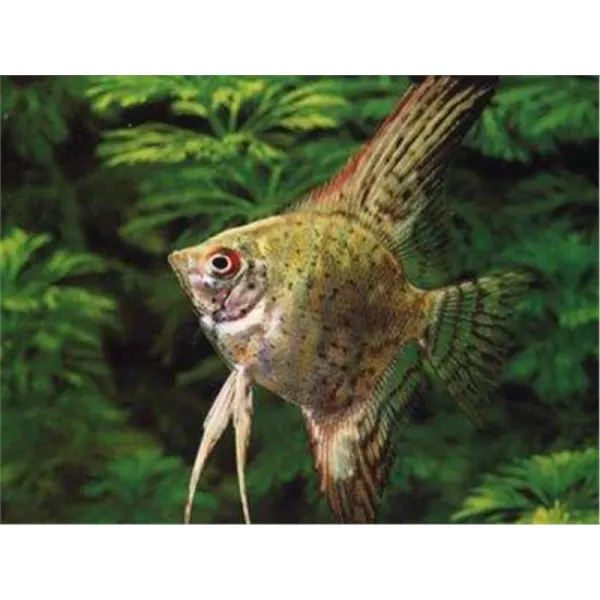 Pterophyllum scal. leopard