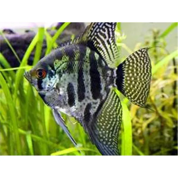 Pterophyllum scal. zebra smoke