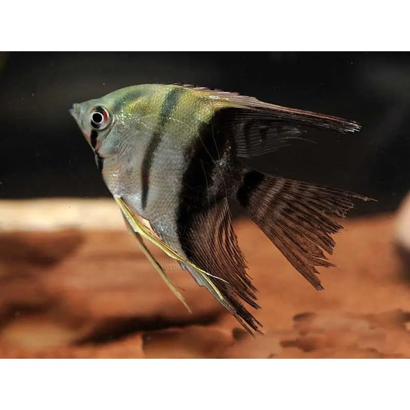 Pterophyllum scalare Bicolor