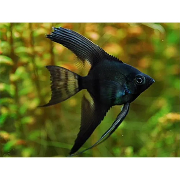 Pterophyllum scalare black