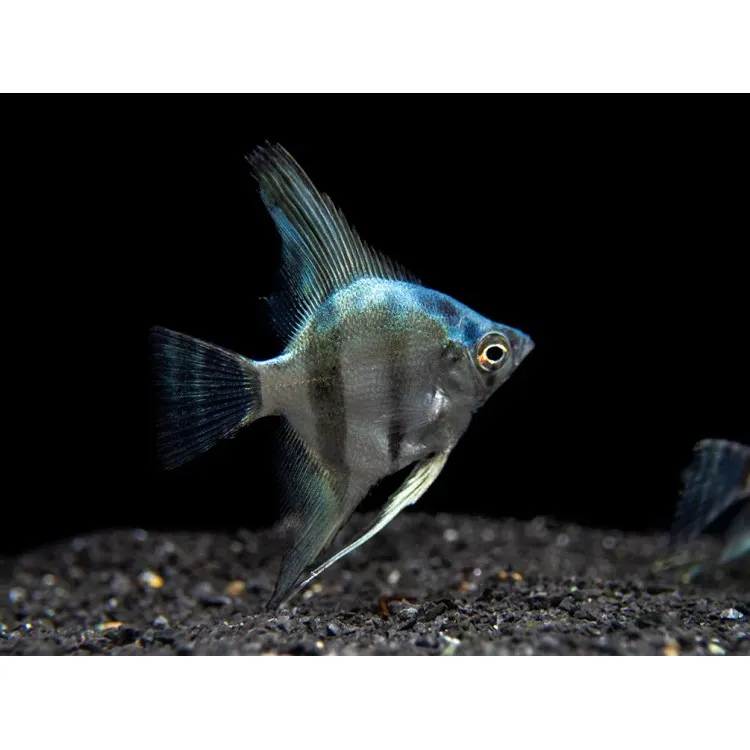 Pterophyllum scalare blue