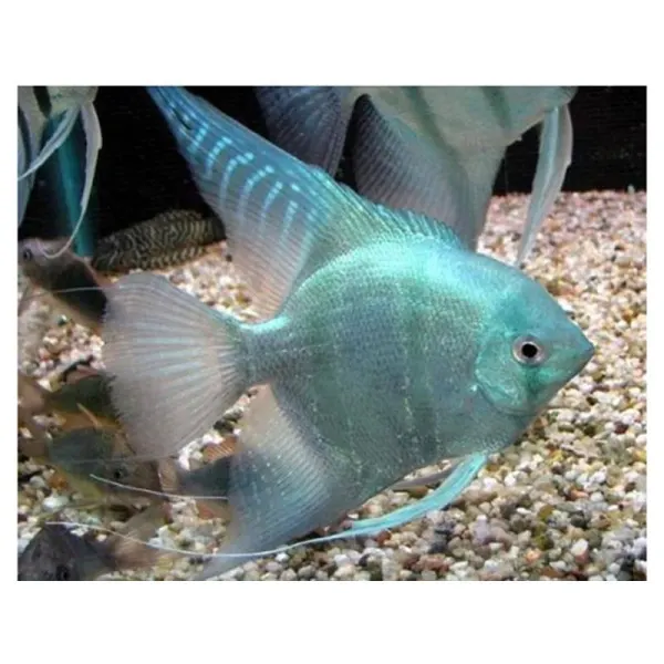 Pterophyllum scalare blue dalmatin