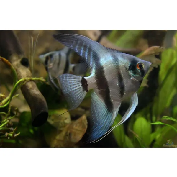 Pterophyllum scalare blue diamond