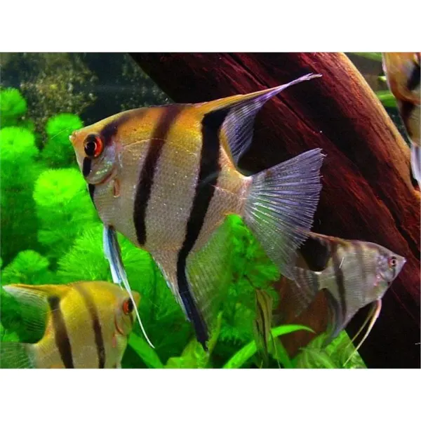 Pterophyllum scalare (clasic)