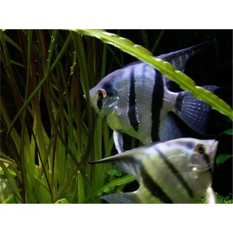 Pterophyllum scalare common blue