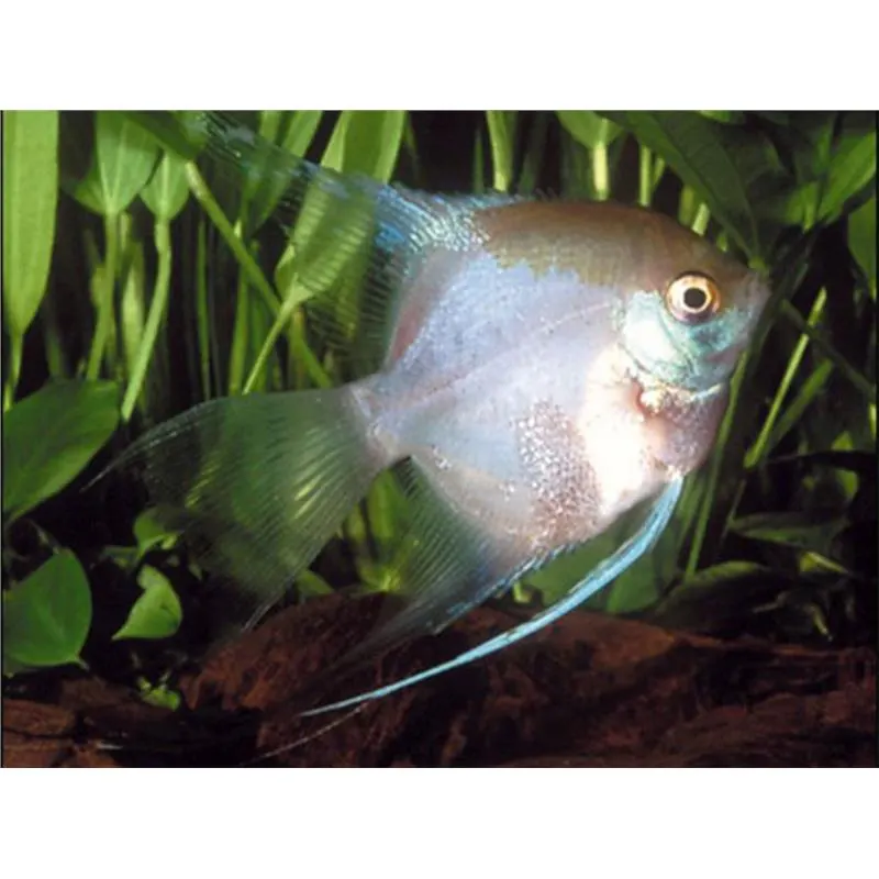 Pterophyllum scalare ghost