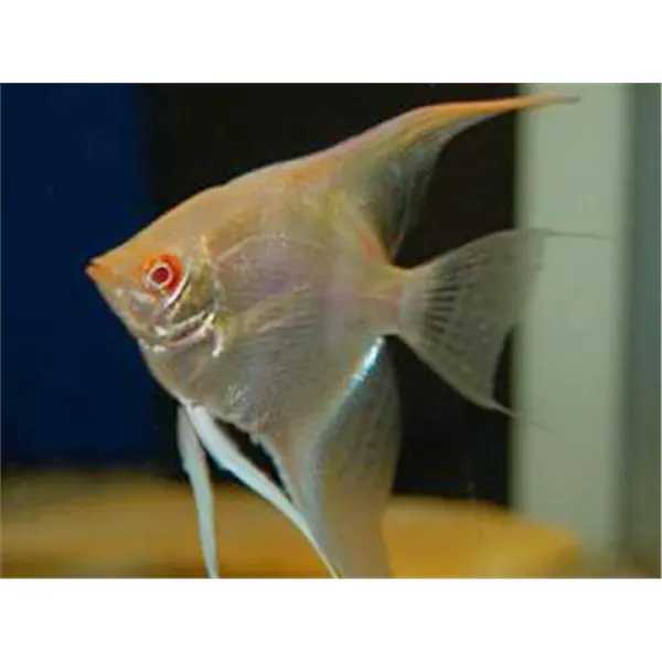 Pterophyllum scalare gold long fin