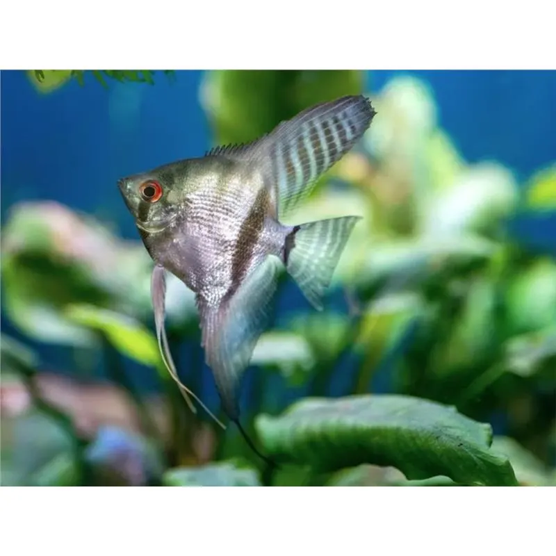 Pterophyllum scalare map.