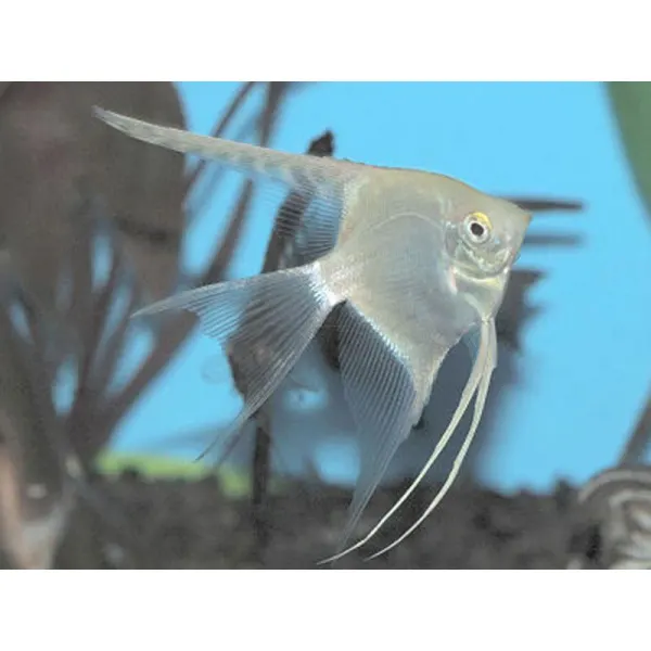 Pterophyllum scalare marble diamond XL