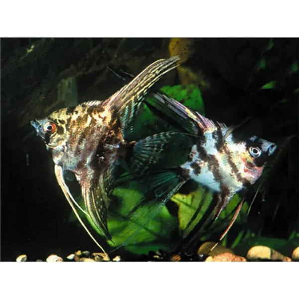 Pterophyllum scalare marble l.f.