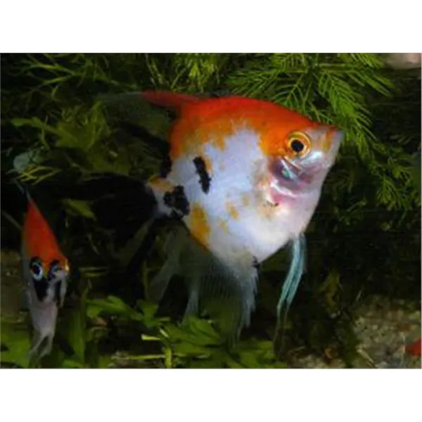 Pterophyllum scalare red long fin