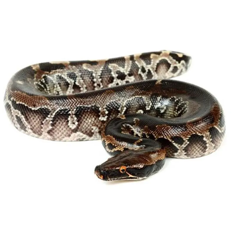 Python curtus