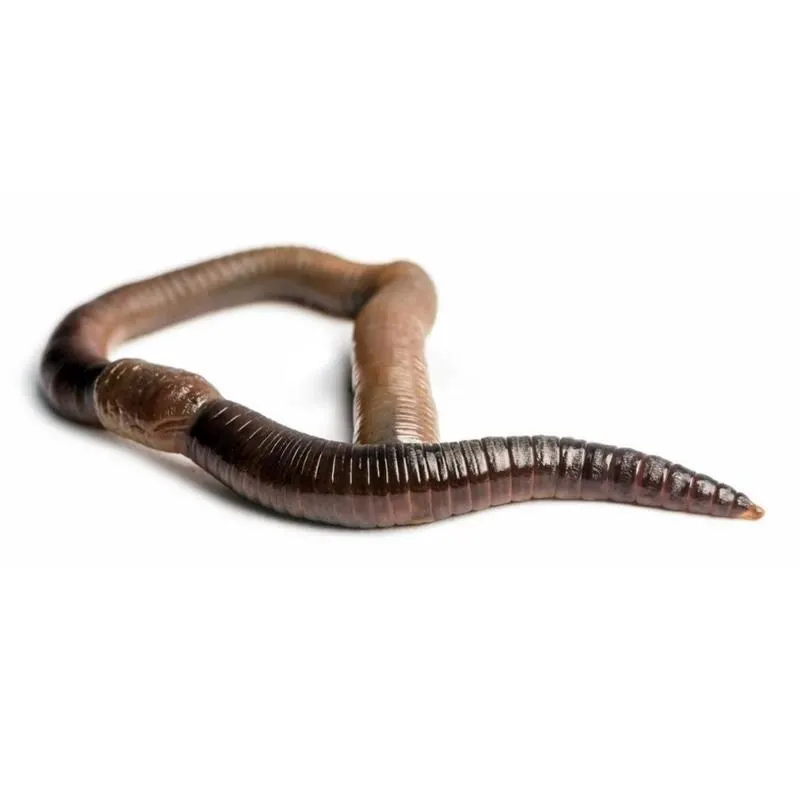 Rame de compost Lumbricus Terestris aprox. 10 buc