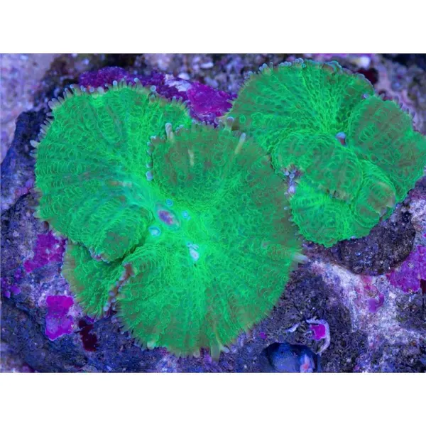 Rhodactistsp. (metallic green)