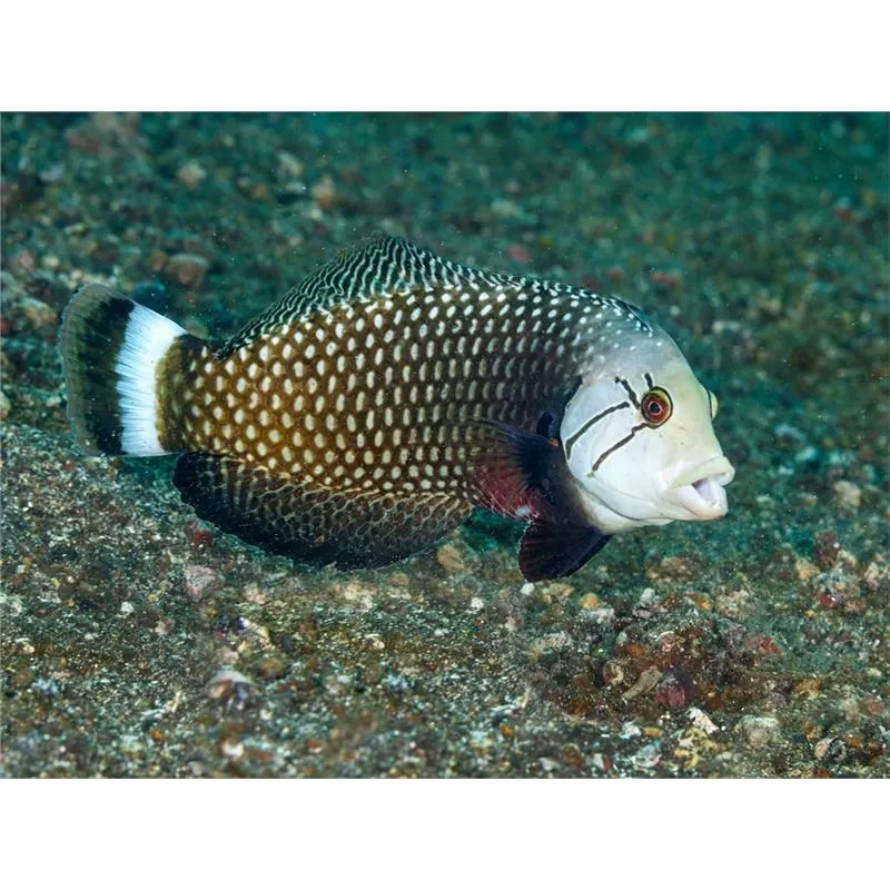 Rockmover wrasse juv