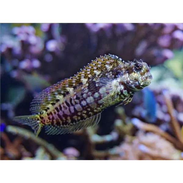 Salarias fasciatus