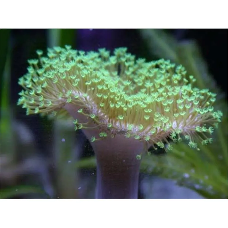 Sarcophyton flora green FRAG