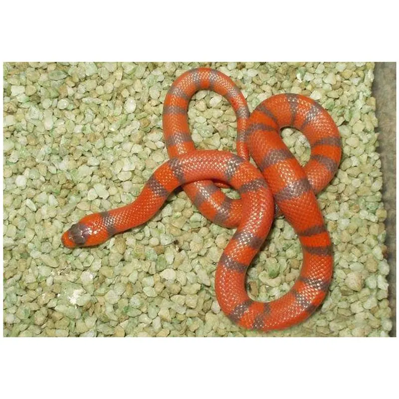 Sarpe de Lapte Honduras tangeri het. hypo