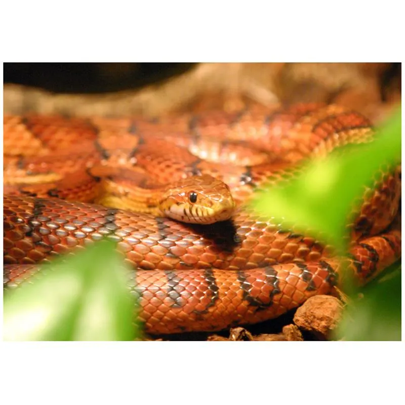 Sarpe Elaphe guttata 'Corn Snake'