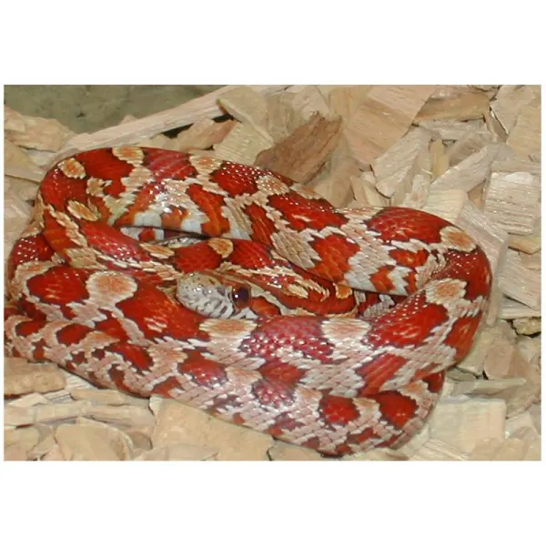 Sarpele de Porumb Elaphe guttata crimson
