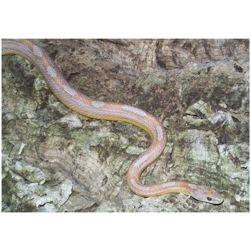 Sarpele de Porumb Motley albino
