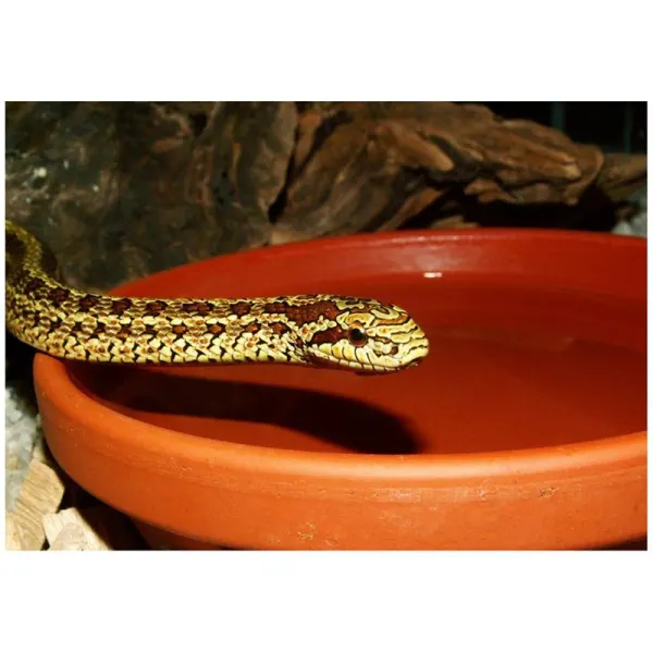 Sarpele-sobolan Elaphe bimaculata