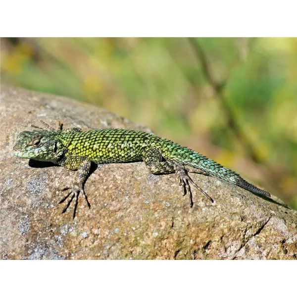 Sceloporus malachiticus