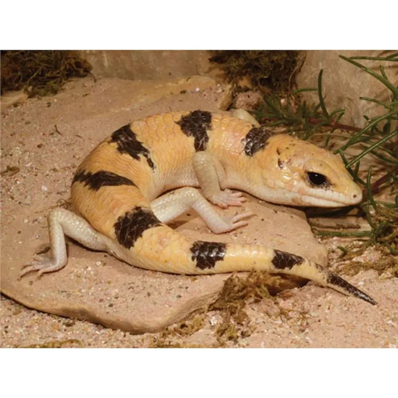 Scincopus fasciatus