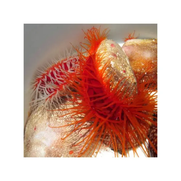 Scoica marina Lima scabra