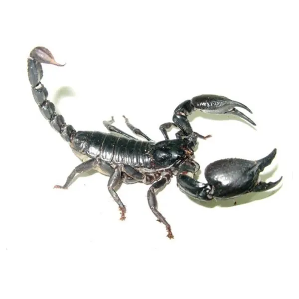 Scorpion Heterometrus petersii 'Blue giant scorpion'