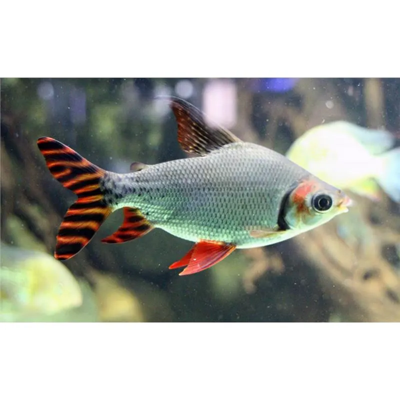 Semaprochilodus  taeniurus. redfin (Silver prochilodus red fin)