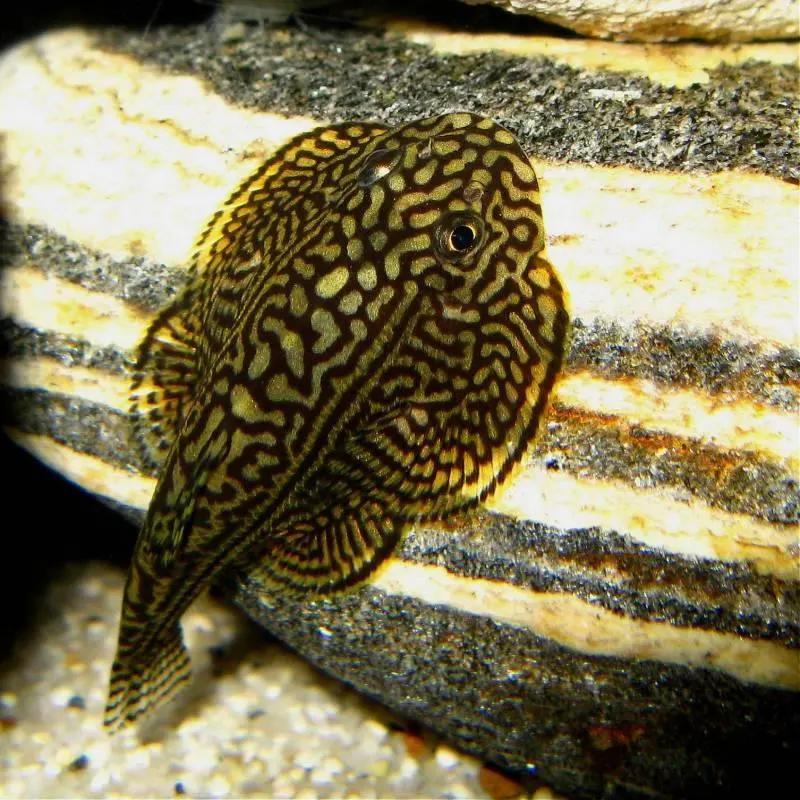 Sewellia Lineolata 'Tiger Hillstream Loach'