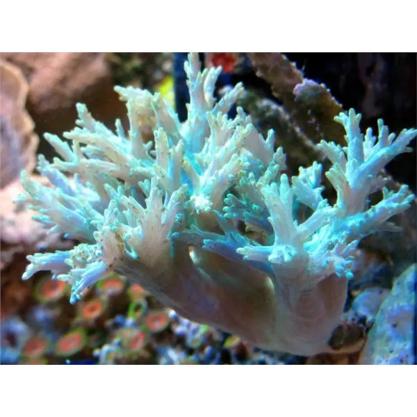 Sinularia branch finger- frag M