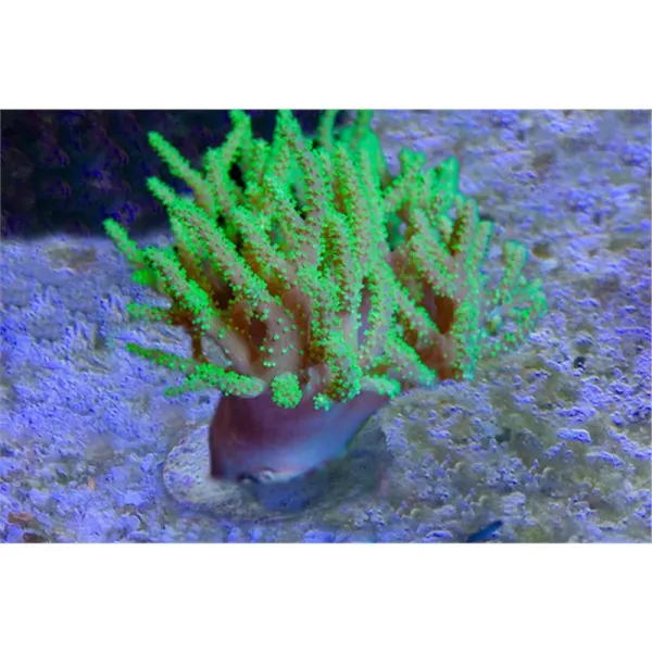 Sinularia / sp. green - Frag
