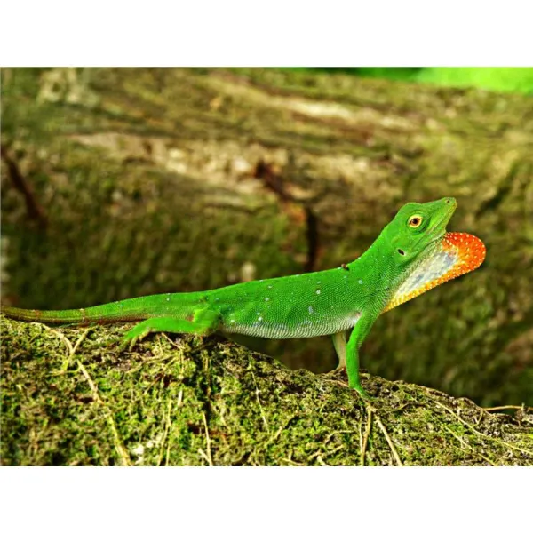 Soparla Anolis Biporcatus