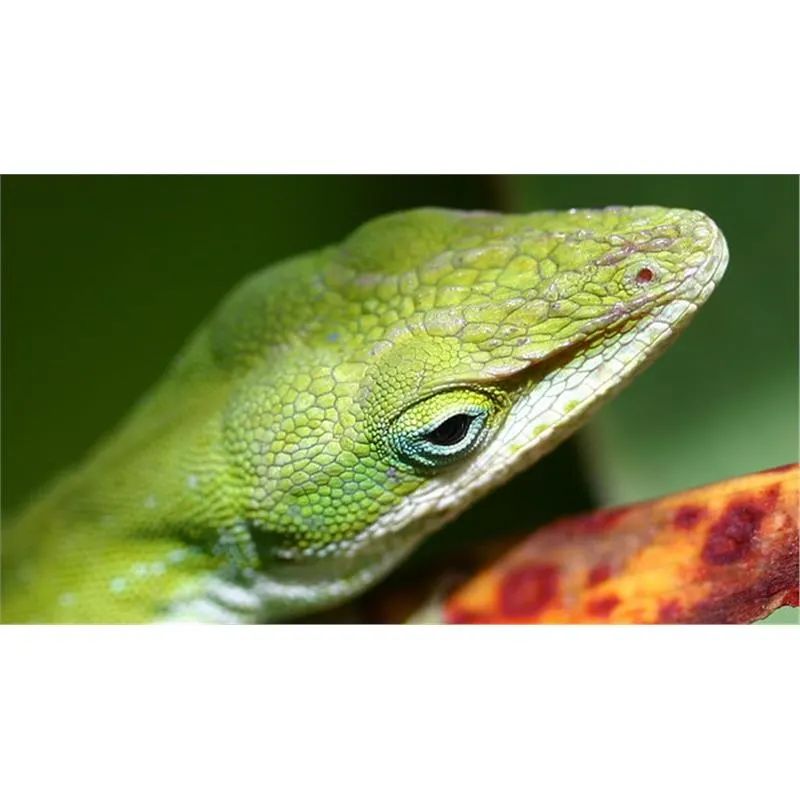 Soparla Anolis carolinensis