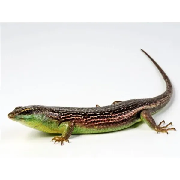 Soparla Dasia Olivacea (Olive Tree Skink)
