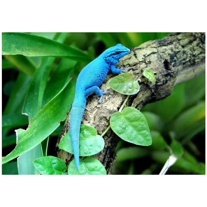 Soparla Gecko Lygodactylus williamsi (Blue gecko)