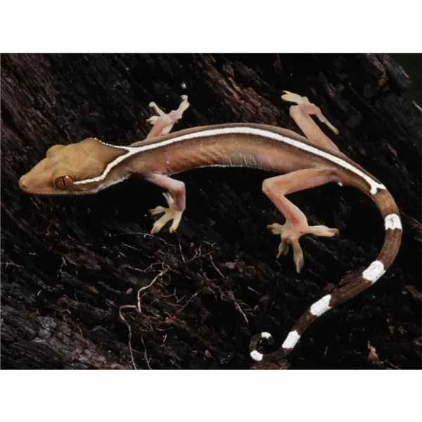 Soparla Gekko vittatus (White Lined Gecko)