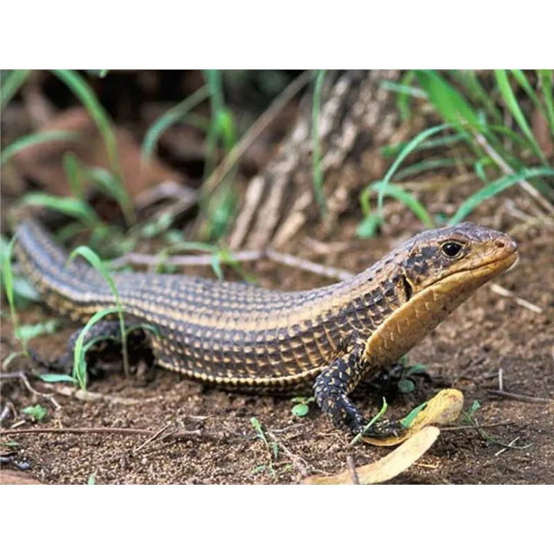 Soparla Gerrhosaurus Major (Sudan Plated Lizard)