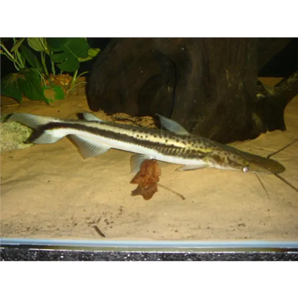 Sorubim lima