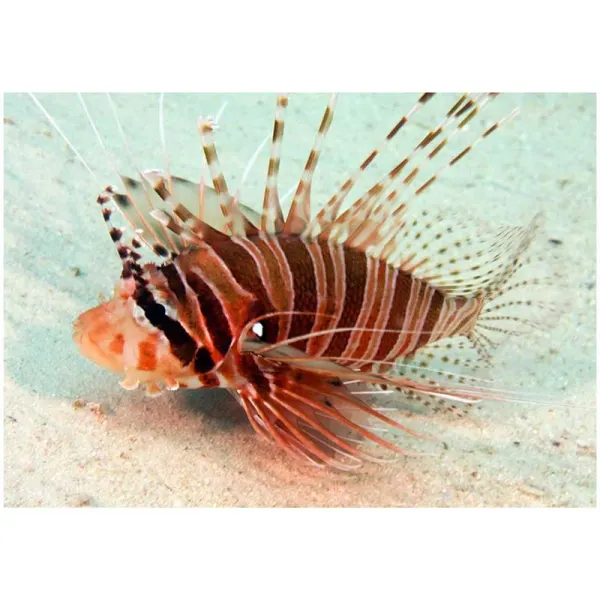Spotfin Lionfish (Pterois antennata)