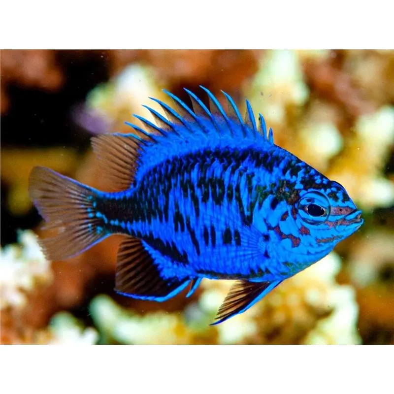 Springers Damselfish (Chrysiptera springeri)
