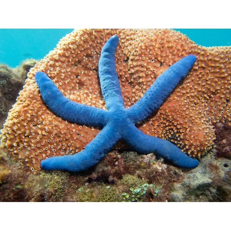Stea de mare Linckia laevigata blue 'Blue Starfish'