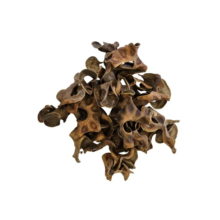 Sterculia uscata Hobby Jungle Star Flowers 25buc
