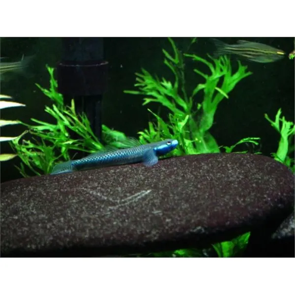 Stiphodon sp. undio blue