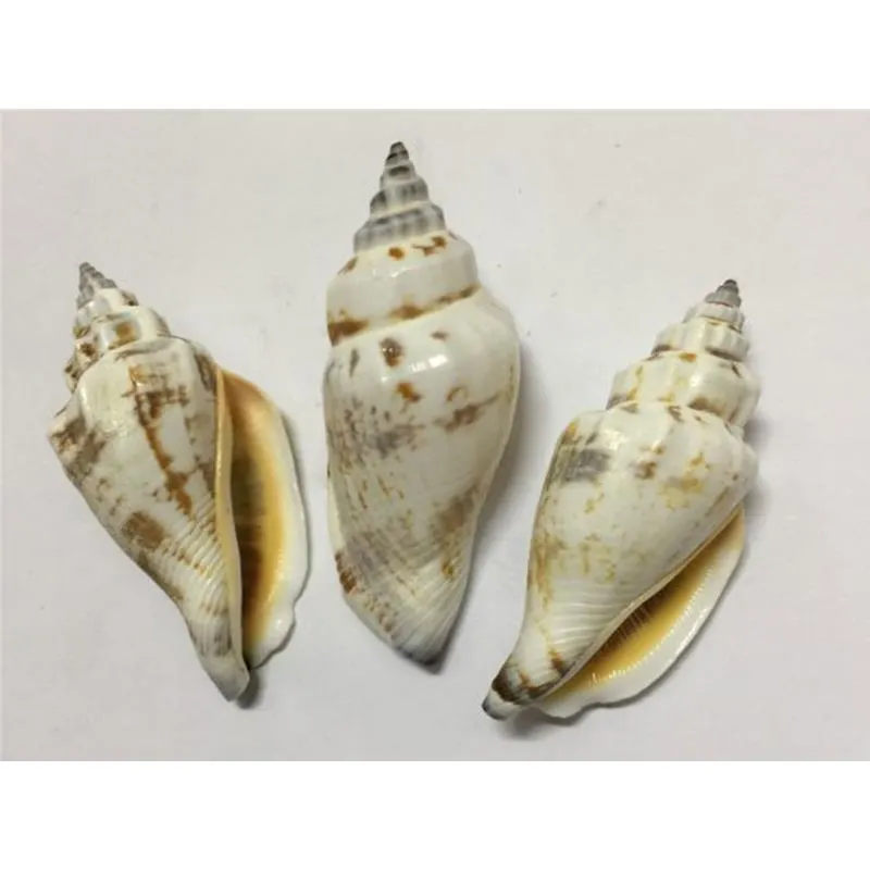 Strombus urceus