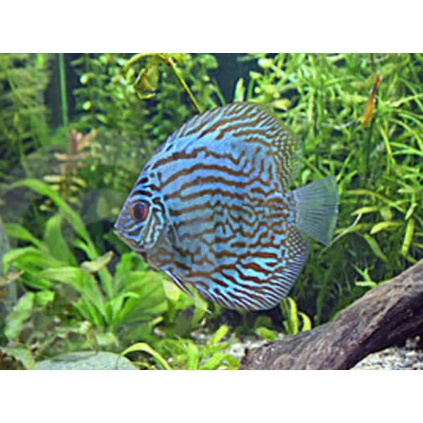 Symphysodon blue turquoise