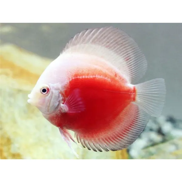 Symphysodon red white diamond